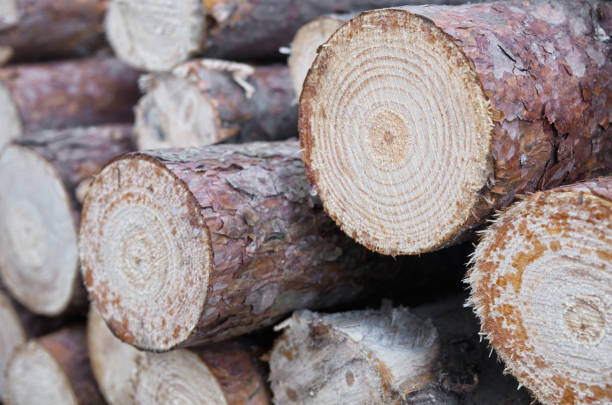 istock Stacked timber log in the forest, close up. 983921936
