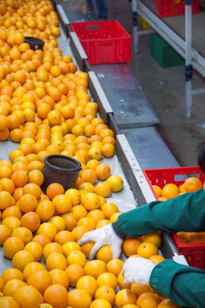 istock The working of citrus fruits 983922228
