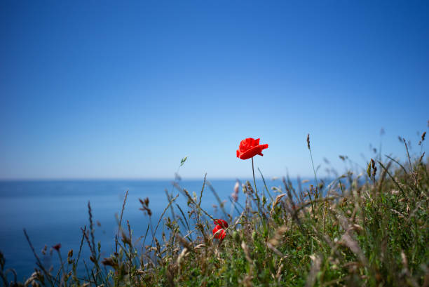 Red corn poppy on the sea shore, the sea and sky are in deep blue, took in Skane, Sweden.