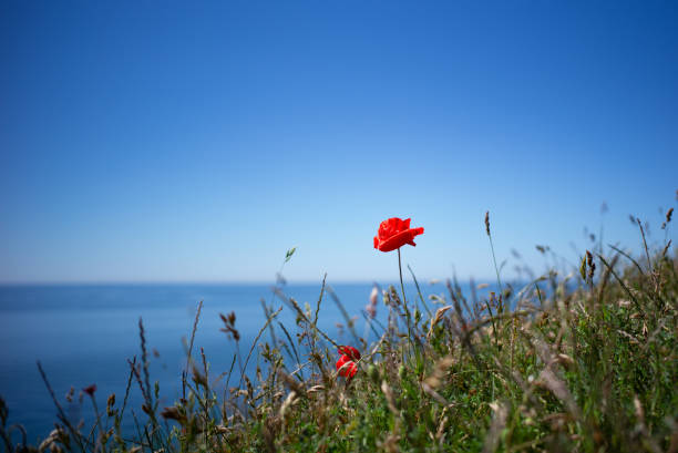 Red corn poppy and the sea Red corn poppy on the sea shore, the sea and sky are in deep blue, took in Skane, Sweden. corn poppy photos stock pictures, royalty-free photos & images