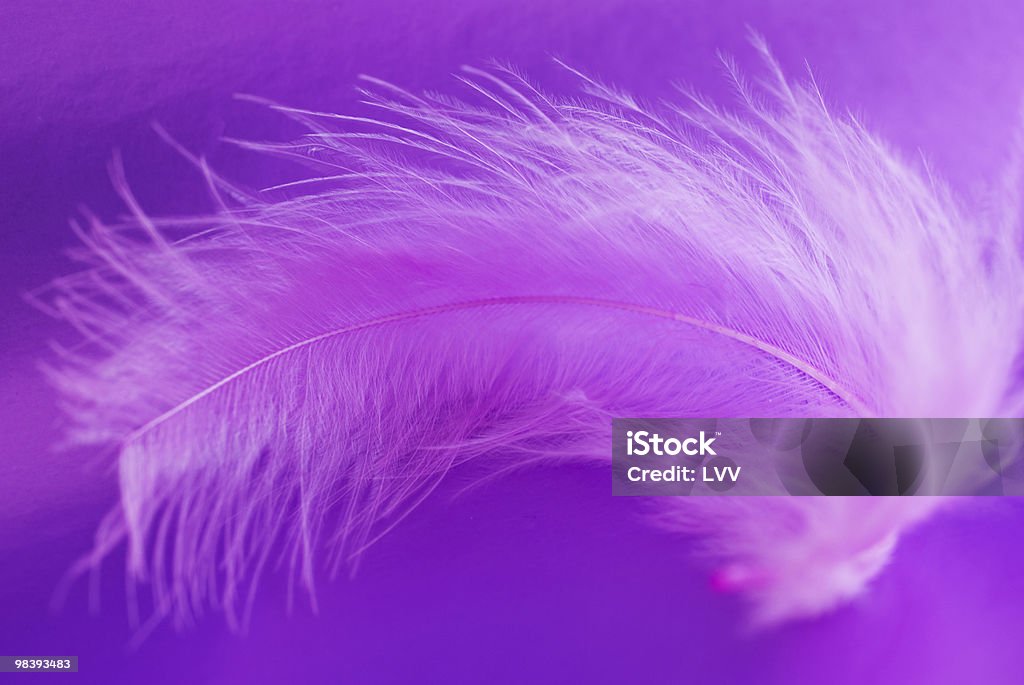 Pink feather on a violet background Bird Stock Photo