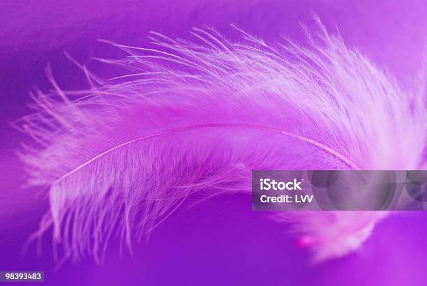 Pink Feather On A Violet Background Stock Photo - Download Image Now - Bird, Close-up, Color Image