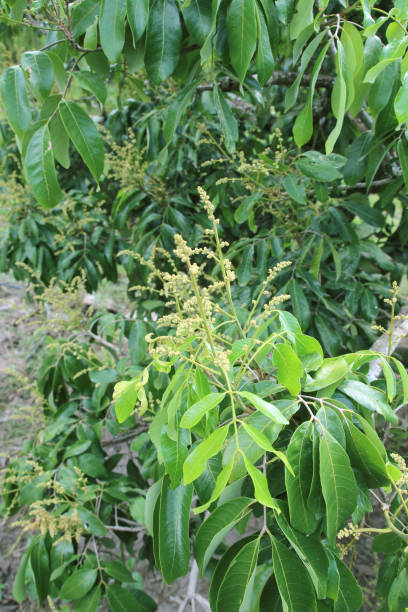 istock longan flowers background on the longan tree 983934978