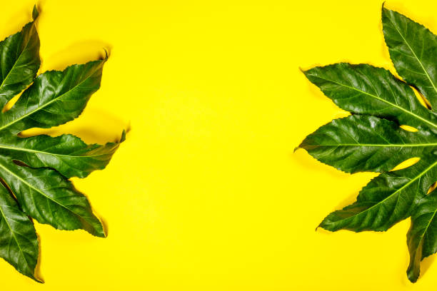 istock Tropical leaves on yellow background 983938342