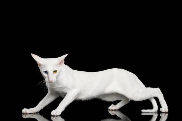 istock Oriental Cat With Big Ears on Black Isolated Background 983939230