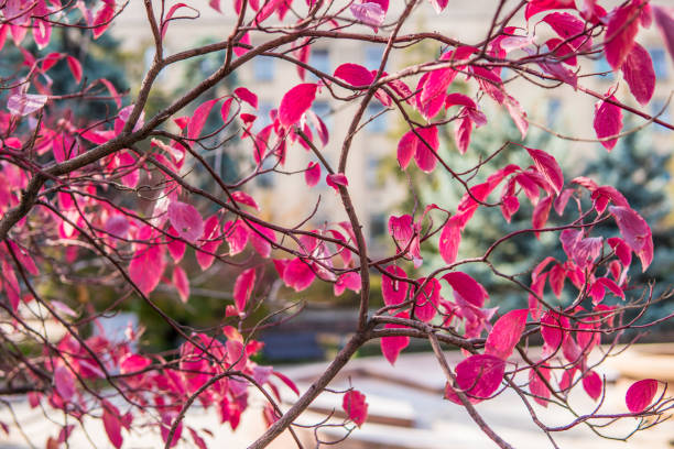 istock Autumn trees. Colored autumn leaves in the park 983939698