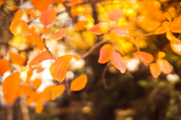istock Autumn trees. Colored autumn leaves in the park 983939740