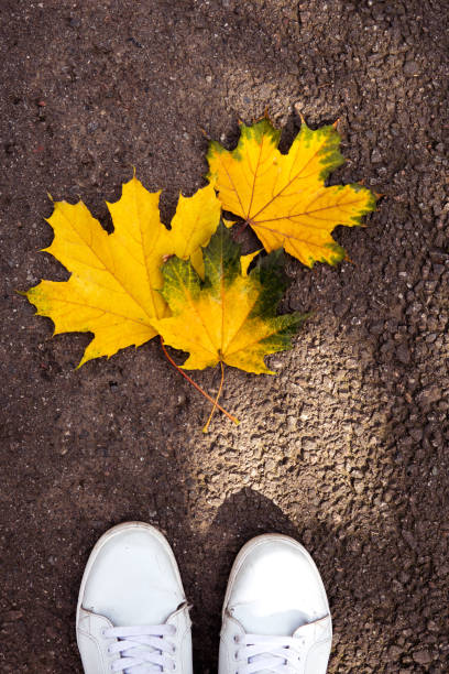 istock White sneakers on yellow autumn leaves top view 983939764