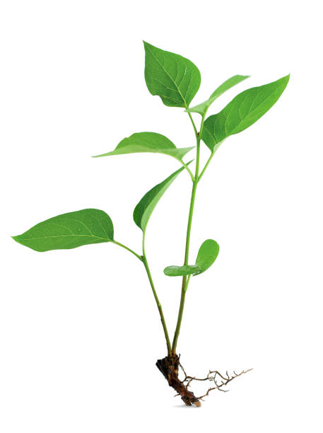 istock Little green plant with root on white background 983942236