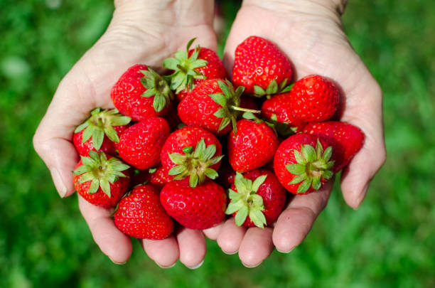 istock Female hands holding fresh strawberries 983942470