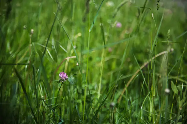 the fine flower of a pink clover grows in the field with a green grass on bokeh background