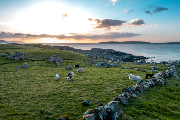 istock Sheep in Faeore Island 983942878