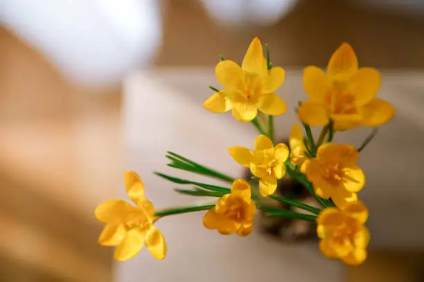fresh spring Yellow daffodils on wooden background. Narcissus