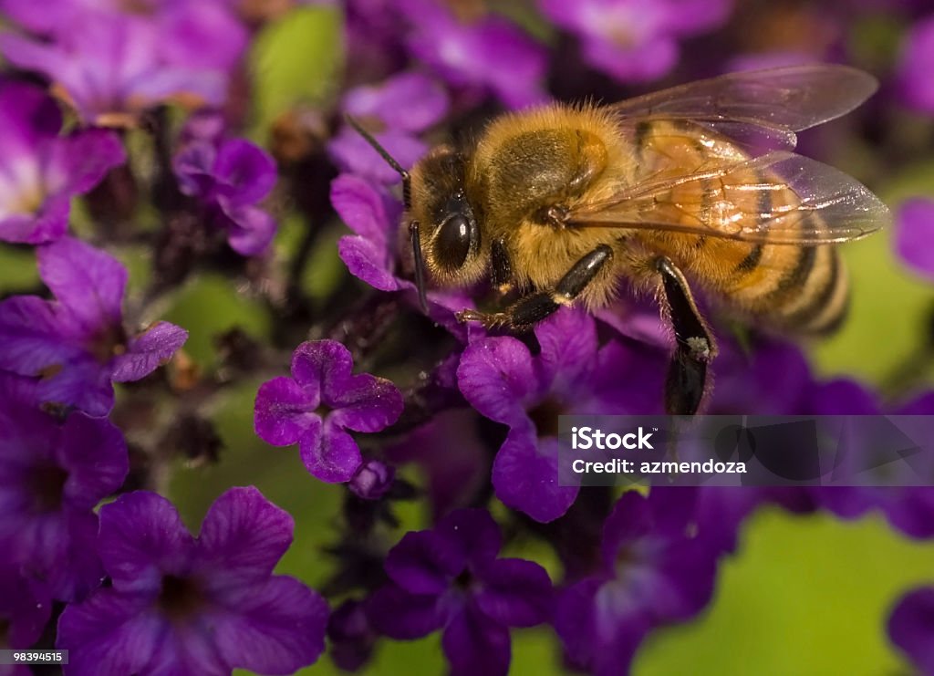 Abeja en flor - Foto de stock de Abeja libre de derechos