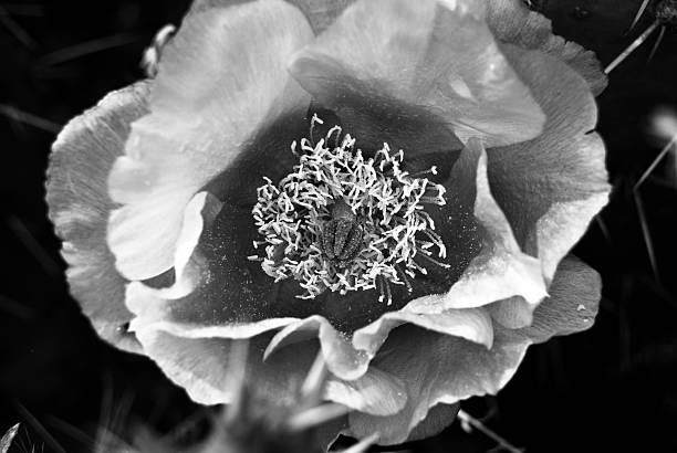 prickly pear cactus blossom in black and white prickly pear cactus blossom in black and white sonoran desert cactus prickly pear cactus single flower stock pictures, royalty-free photos & images
