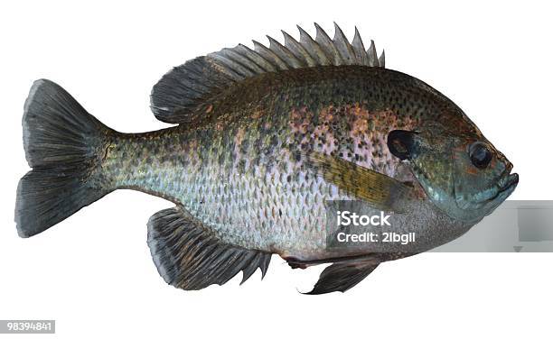 Bull Bluegill Stock Photo - Download Image Now - Color Image, Fish, Fishing