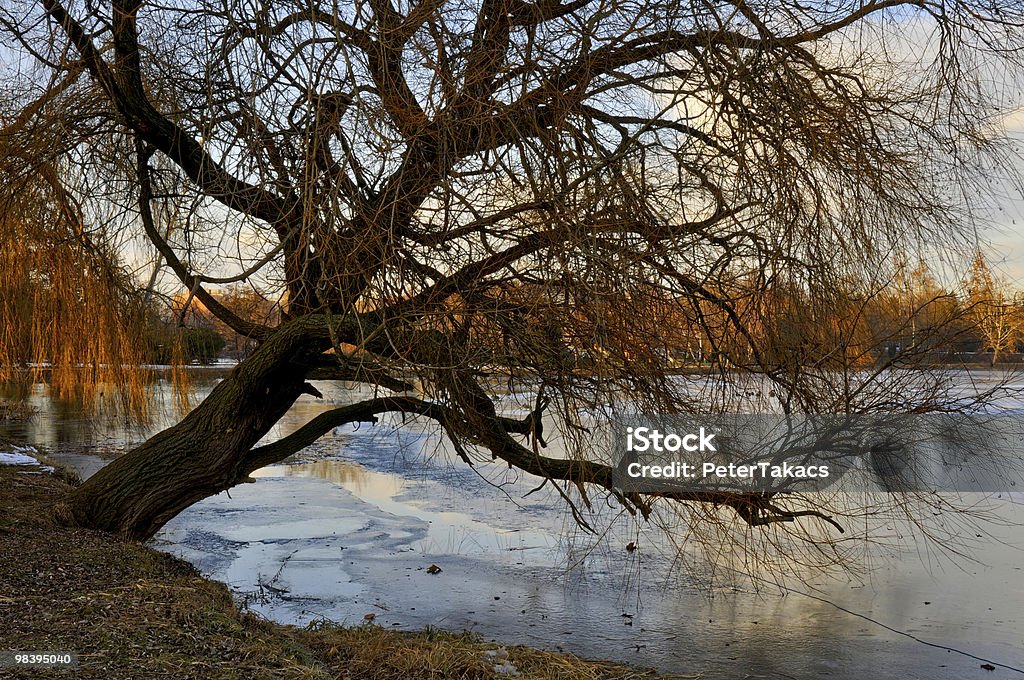 Old tree over a lake  Branch - Plant Part Stock Photo