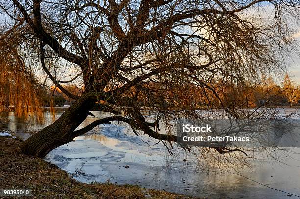 Old Tree Over A Lake Stock Photo - Download Image Now - Branch - Plant Part, Color Image, Horizontal