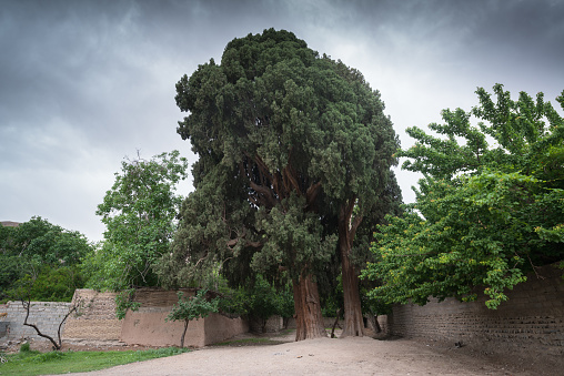 The Cypress of Abarkuh (Sarv-e Abar Kuh) also called the Zoroastrian Sarv. This cypress is estimated to be between 4000 to 5000 years old located in Abarkuh, Iran.