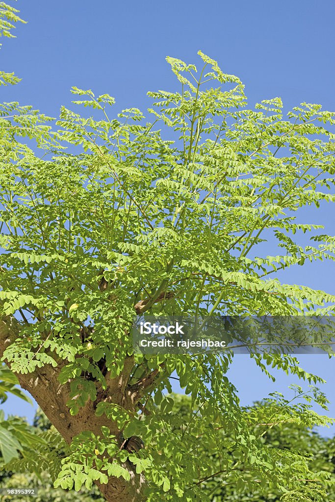 Moringa oleifera (the tree of life)  Moringa - Plant Stock Photo