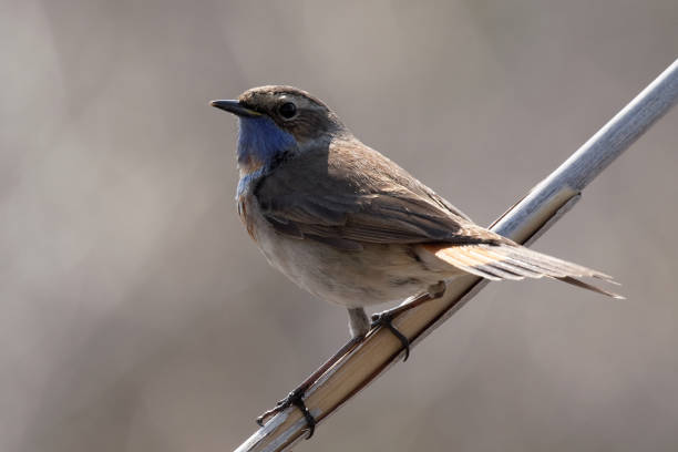 istock Bluethroat standing on the reed. 983955066