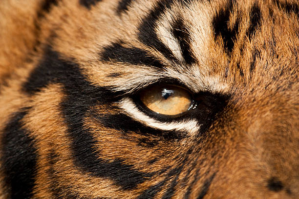 istock Close up of a tiger's orange eye 98395521