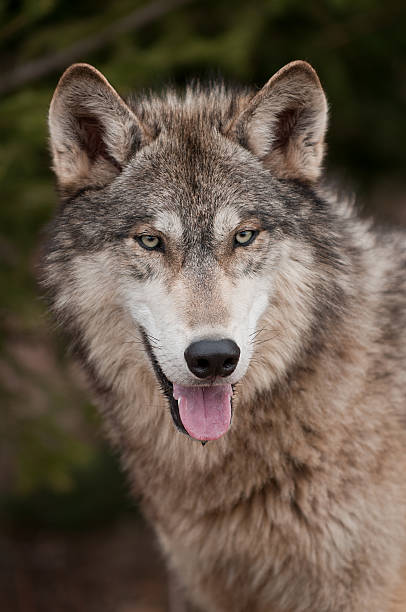 Timber Wolf (Canis lupus) Open Mouth stock photo