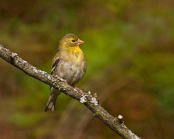 The American Goldfinch (Carduelis tristis) is the state bird of Washington, Iowa and New Jersey. It is a fairly common summer resident to the Pacific Northwest, migrating to the southern USA and Mexico in the winter. This female, perched on a branch, was photographed in Edgewood, Washington State, USA.