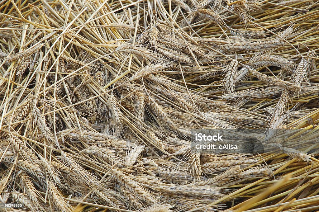 Gold wheat  Agricultural Field Stock Photo