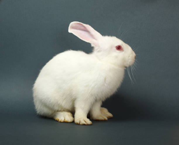 White rabbit on gray background stock photo