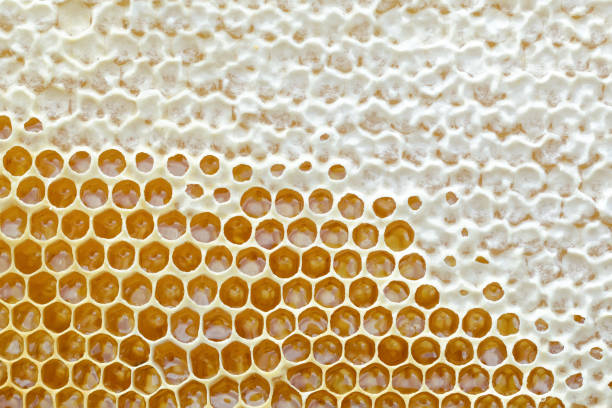 istock Honeycomb from a bee hive filled with golden honey in a full frame view. Background texture. 983966506