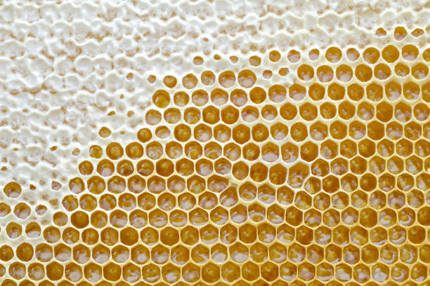 istock Honeycomb from a bee hive filled with golden honey in a full frame view. Background texture. 983966518