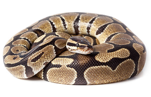 royal, ball pythonleder (regius - curled up stock-fotos und bilder