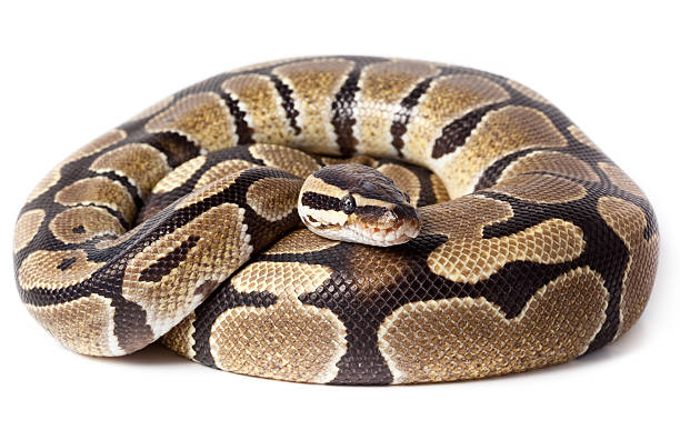Royal, Ball Python (regius)  curled up stock pictures, royalty-free photos & images