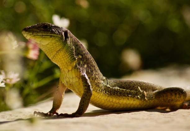 istock European Green Lizard in Corfu 983970174