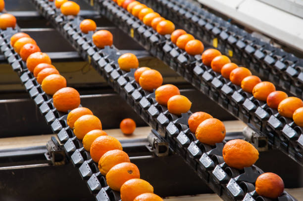 istock The working of citrus fruits 983970252