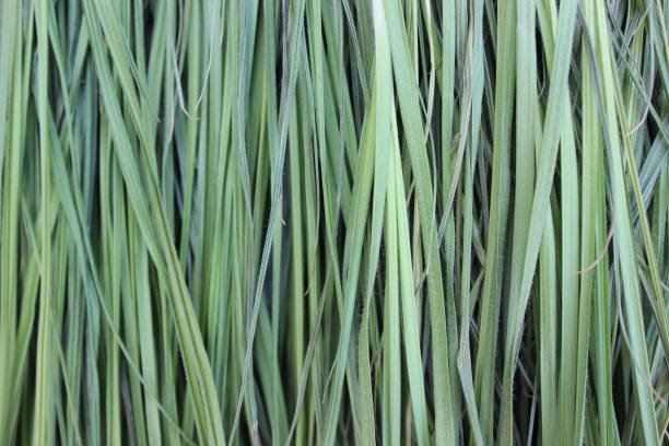 istock Background of green grass 983974636