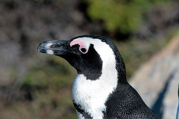istock African penguin in South Africa 98397464