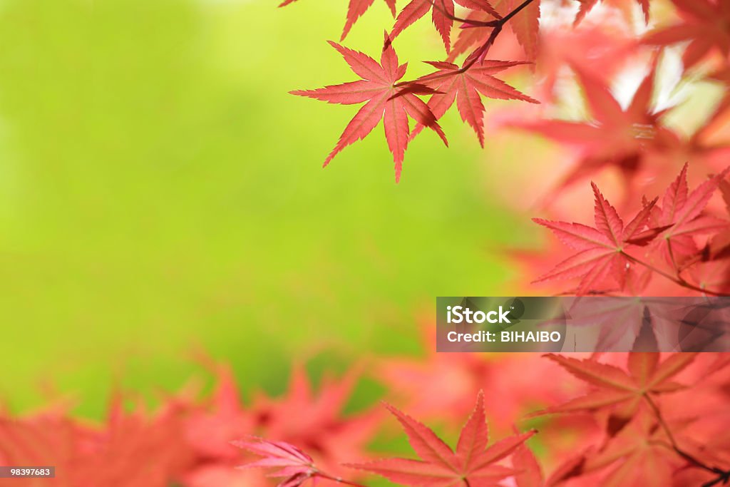 Érable du Japon à feuilles - Photo de Arbre libre de droits