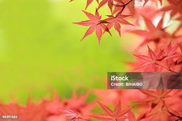 Photo libre de droit de Érable Du Japon À Feuilles banque d'images et plus d'images libres de droit de Arbre - Arbre, Automne, Beauté de la nature