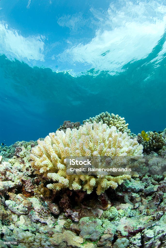 coral blanqueadoras con - Foto de stock de Blanqueo de coral libre de derechos