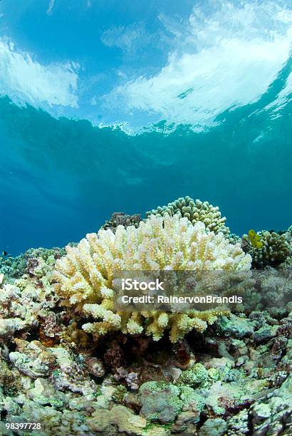 Coral Blanqueadoras Con Foto de stock y más banco de imágenes de Blanqueo de coral - Blanqueo de coral, Coral - Cnidario, Animal muerto