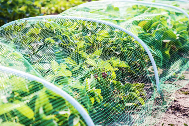 lit de fraises recouvert d’un filet de protection des oiseaux - vegetable green close up agriculture photos et images de collection