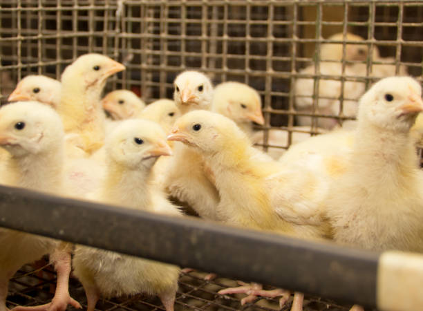 istock White chickens in a cage at the poultry farm 983979492