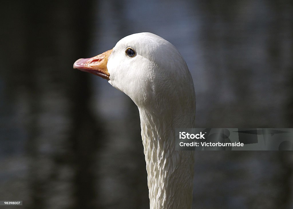 White Goose White goose head Animal Stock Photo