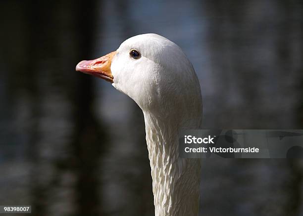 White Goose Stock Photo - Download Image Now - Animal, Animal Eye, Animal Head
