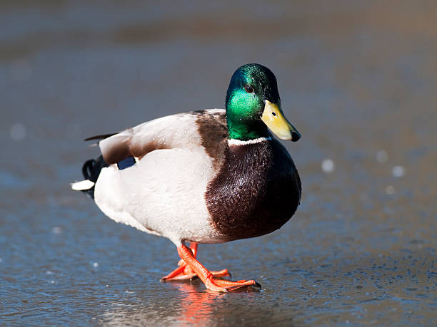 istock Male Mallard Duck on a frozen pond 98398009