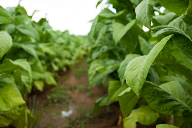 Tobacco in a farm in Zimbabwe