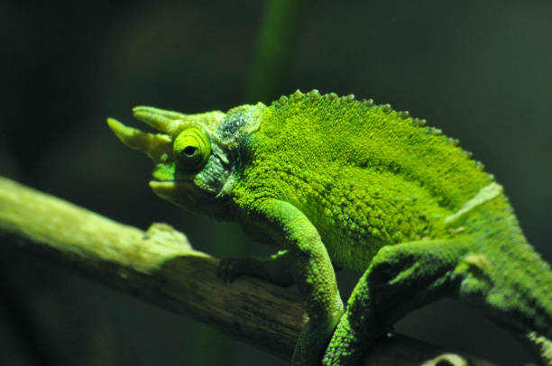 Green Chameleon on Branch stock photo
