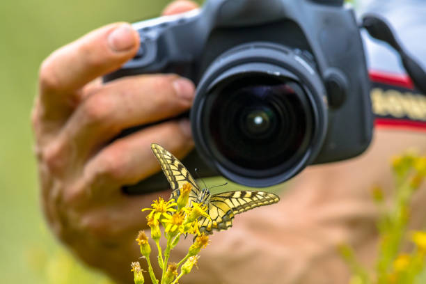 istock Butterfly macro photography 983998750